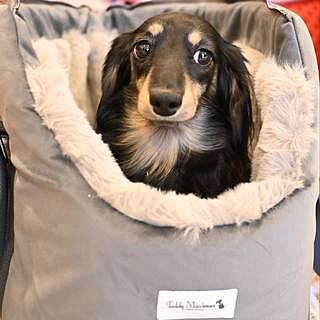'The Louis' Luxe Grey Velvet Luxury Dog Carrier