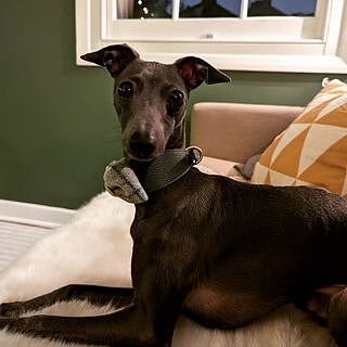 Sand Sheltie Dog Bow Tie