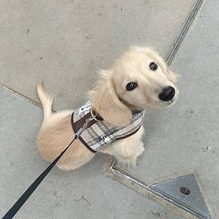 Sand Sheltie Luxury Dog Harness