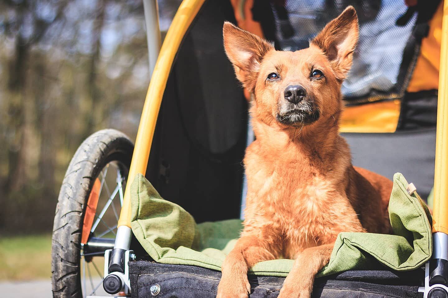 burley tail wagon stroller kit