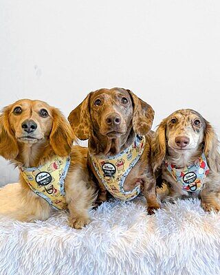 Winnie the Pooh & Bee's: Adjustable Harness