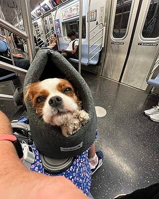 'The James' Charcoal Grey Luxury Dog Carrier