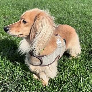 Sand Sheltie Luxury Dog Harness