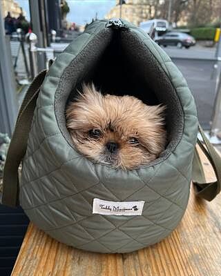 'The Explorer' Quilted Comfort Luxury Dog Carrier