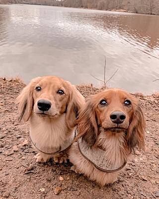 Sand Sheltie Luxury Dog Harness