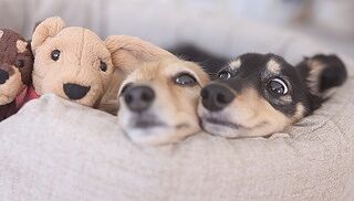 'The Richmond' Deco Nest Luxury Oval Dog Bed