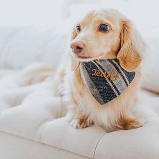 The Belgravia Dog Neckerchief