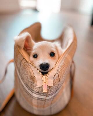 Sand Sheltie Luxury Dog Carrier