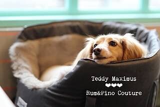 'The Louis' Luxe Grey Velvet Luxury Dog Carrier