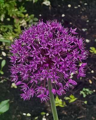 Allium aflatunense Purple Sensation