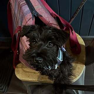 Pink Sheltie Adjustable Plaid Luxury Dog Carrier