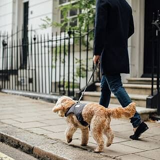 'The Louis' Luxe Grey Luxury Dog Harness