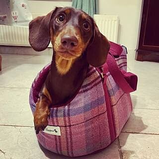 Pink Sheltie Adjustable Plaid Luxury Dog Carrier