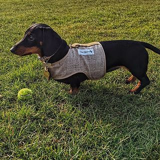 'The Richmond' Biscuit Luxury Dog Harness