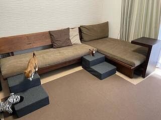 デニムデザインドッグステップ