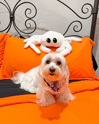 Midnight Black Sheet Set