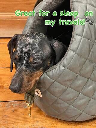 'The Explorer' Quilted Comfort Luxury Dog Carrier