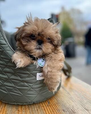 'The Explorer' Quilted Comfort Luxury Dog Carrier