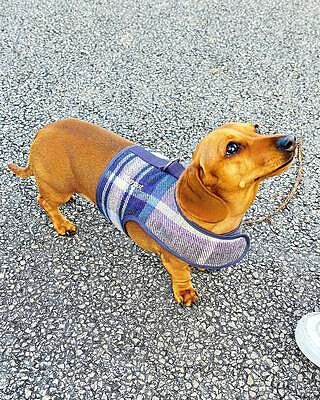 The Cambridge Luxury Dog Harness