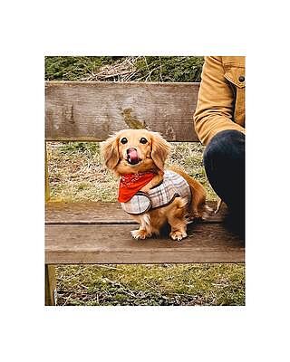 Sand Sheltie Luxury Dog Harness