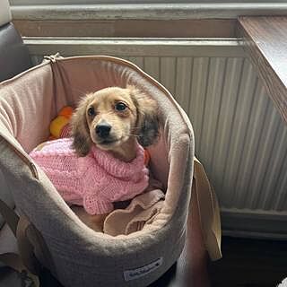 'The Richmond' Biscuit Taupe Beige Luxury Dog Carrier