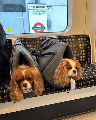 'The James' Charcoal Grey Luxury Dog Carrier