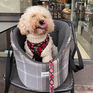 The Belgravia Adjustable Black Plaid Tweed Luxury Dog Carrier