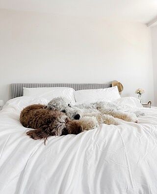 PupSheets™ Hair Resistant, Antimicrobial & Cooling Sheet Set - White