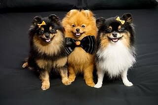 Midnight Black Sheet Set