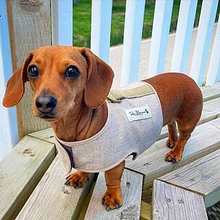 'The Richmond' Biscuit Luxury Dog Harness
