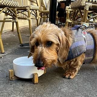 The Cambridge Luxury Dog Harness