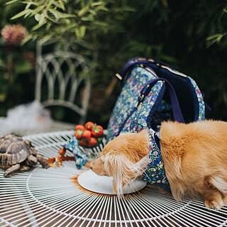 Strawberry Thief Adjustable Luxury Dog Carrier