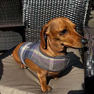 The Cambridge Luxury Dog Harness