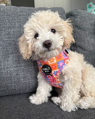 Daisies For Days: Adjustable Harness