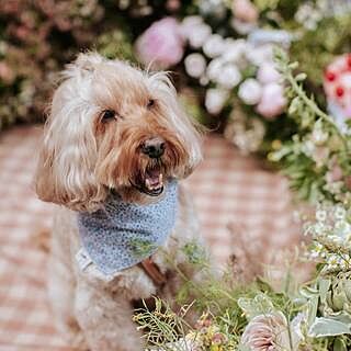 Liberty Print 'London' Dog Neckerchief