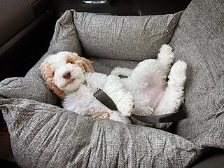 PupProtector™ Memory Foam Dog Car Bed