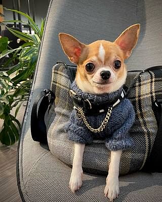 The Belgravia Adjustable Black Plaid Tweed Luxury Dog Carrier