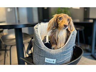 'The James' Charcoal Grey Luxury Dog Carrier