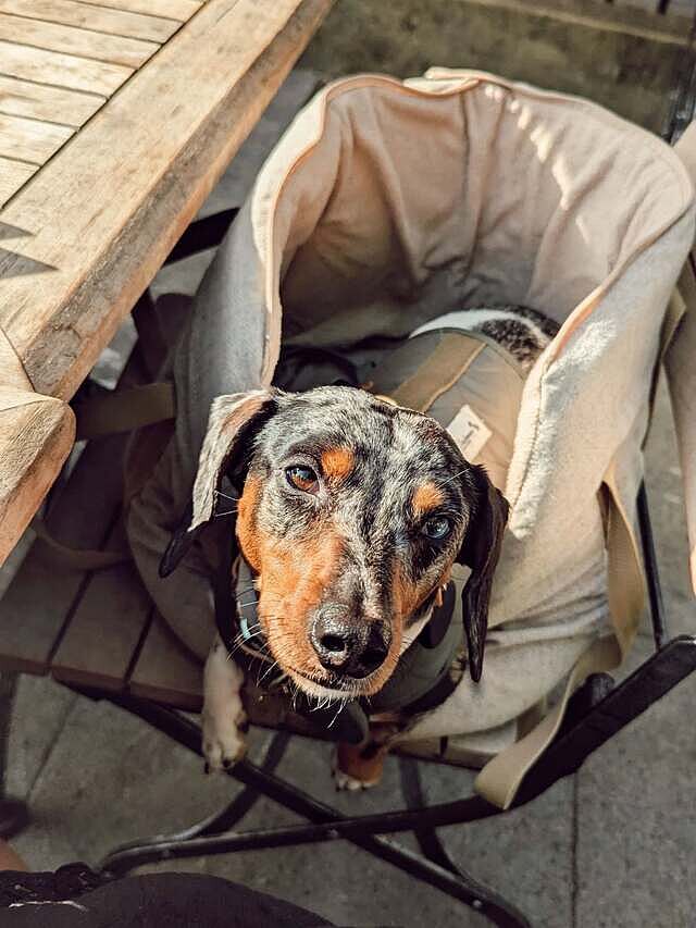 'The Richmond' Biscuit Taupe Beige Luxury Dog Carrier