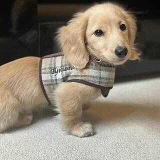 Sand Sheltie Luxury Dog Harness