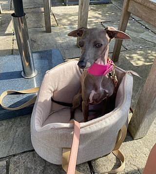 'The Richmond' Biscuit Taupe Beige Luxury Dog Carrier