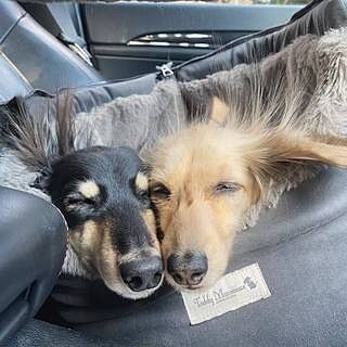 'The Louis' Luxe Grey Velvet Luxury Dog Carrier