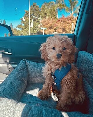 PupProtector™ Memory Foam Dog Car Bed