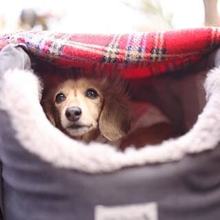 'The Louis' Luxe Grey Velvet Luxury Dog Carrier