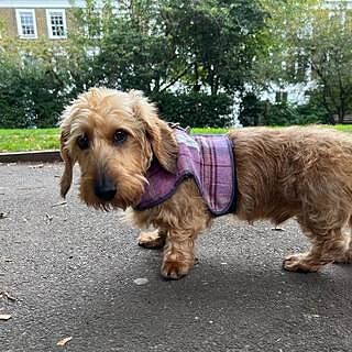 Pink Sheltie Luxury Dog Harness