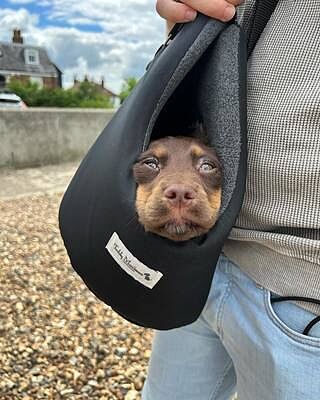 'The Adventurer' Waterproof Adjustable Luxury Dog Carrier