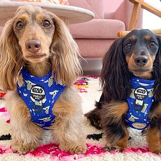 Star Wars Grogu: Adjustable Harness