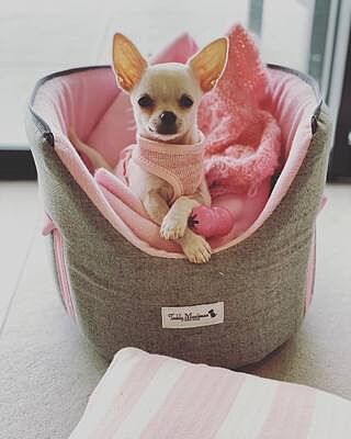 'The Melody' Pink & Grey Luxury Dog Carrier