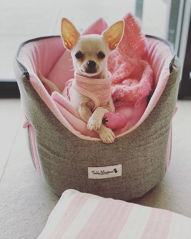 'The Melody' Pink & Grey Luxury Dog Carrier