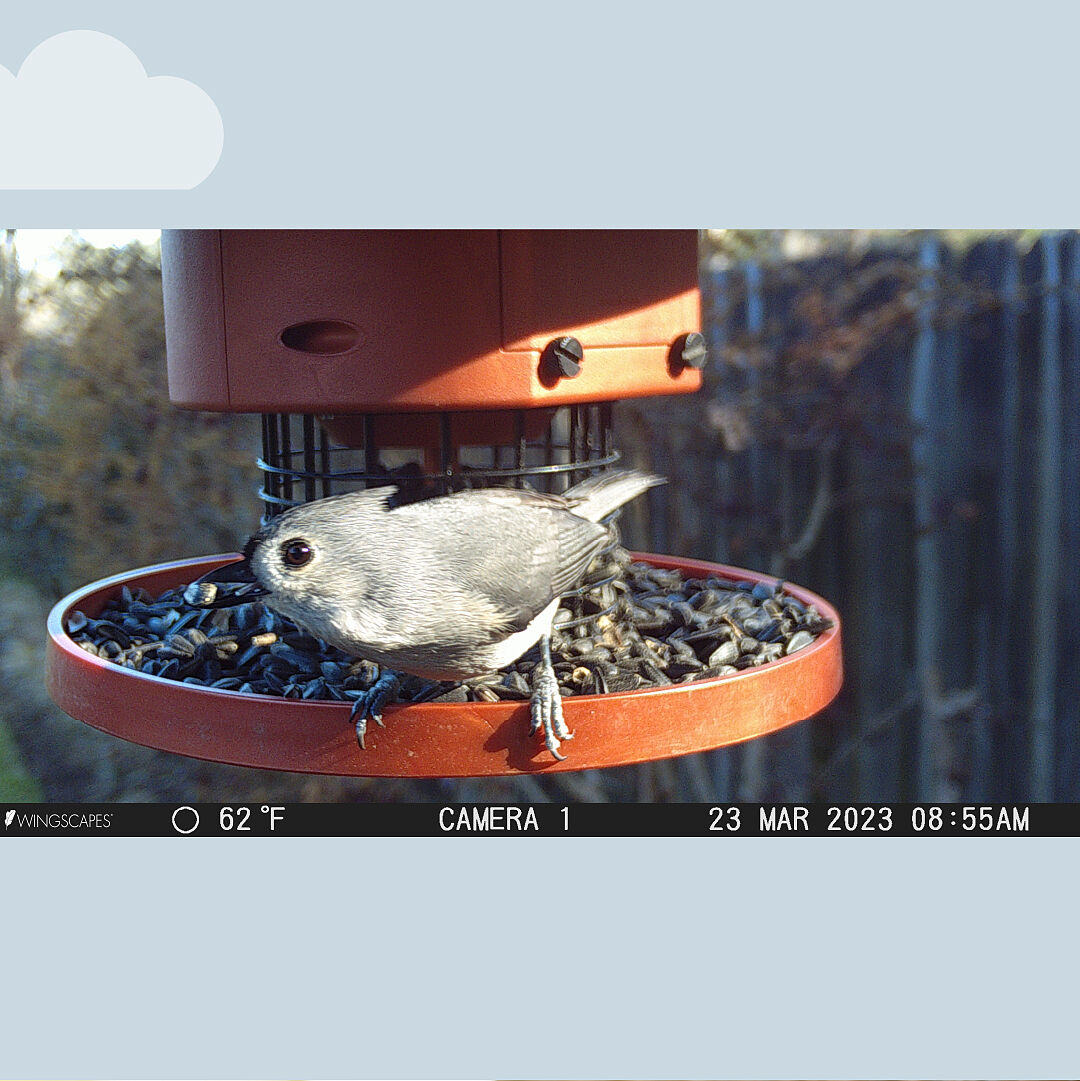 Panama Cornell Ornithology Bird Cam Bird Watching Cornell Bird